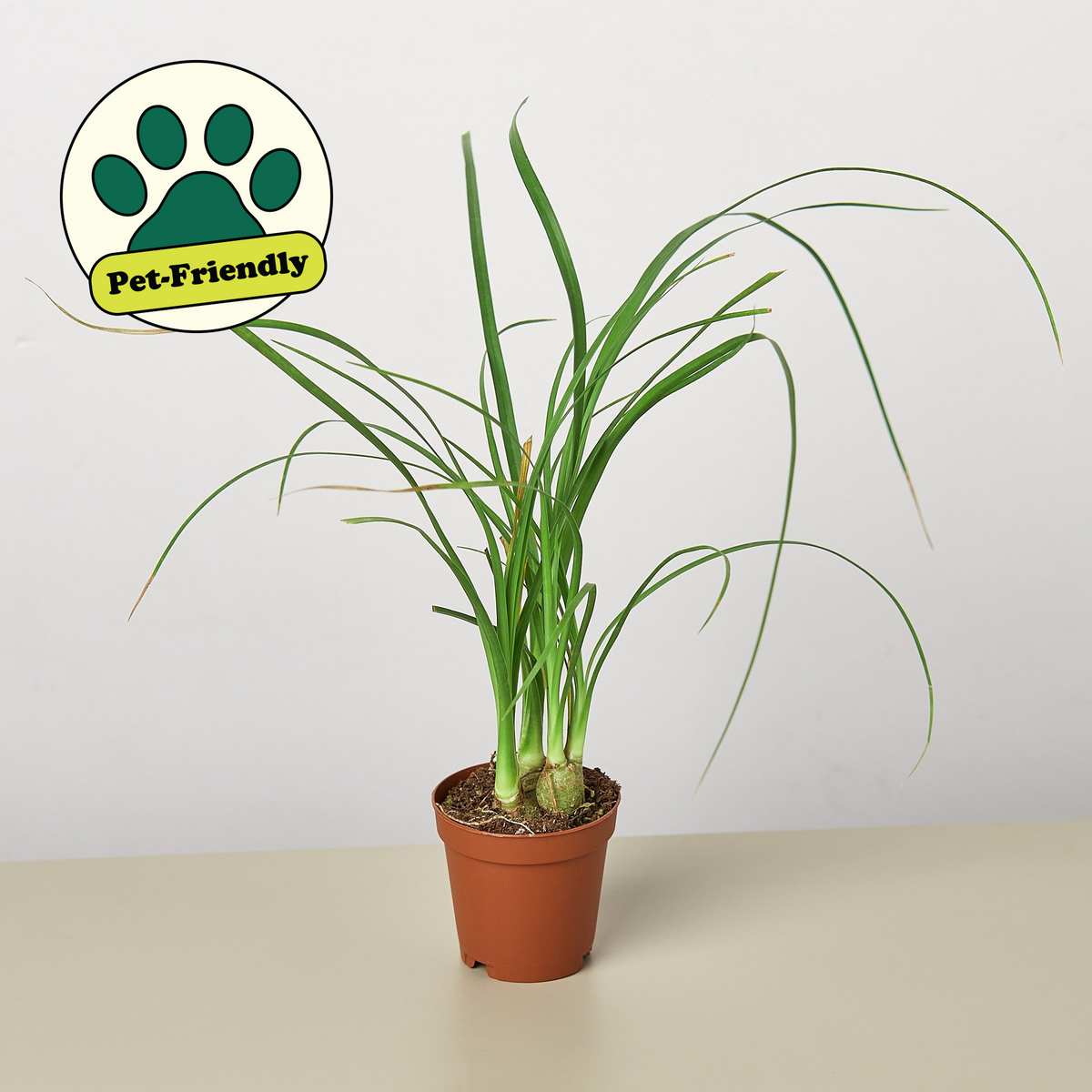 Palm Ponytail indoor plant by House Plant Shop with pet-friendly badge in terracotta pot on Tampa Home & Garden Store
