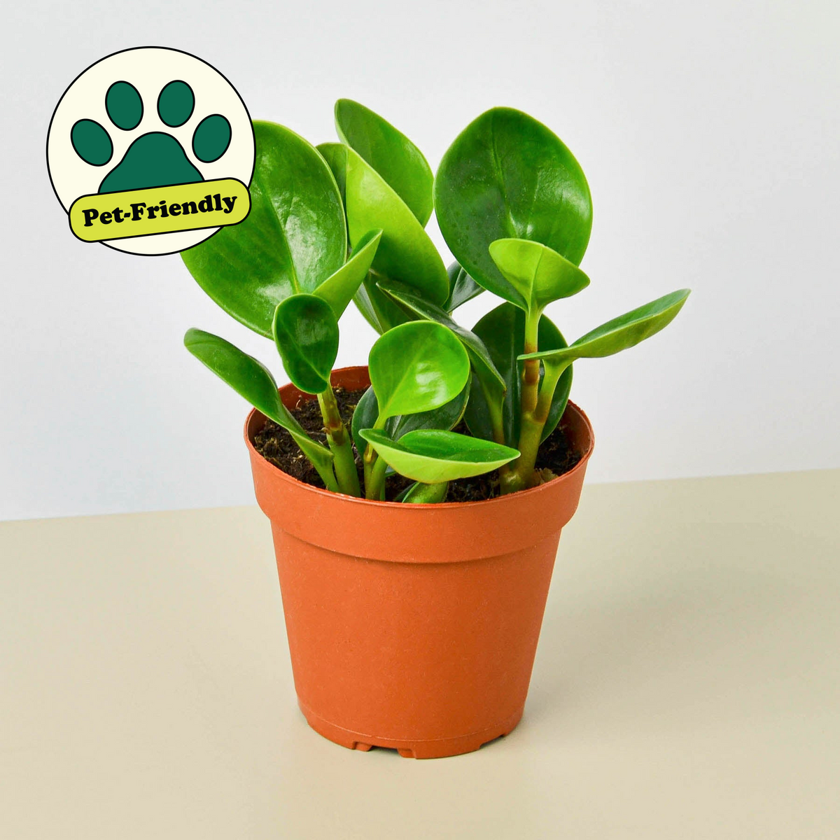 Peperomia Thailand indoor plant with glossy green leaves in a terracotta pot on Tampa Home & Garden Store