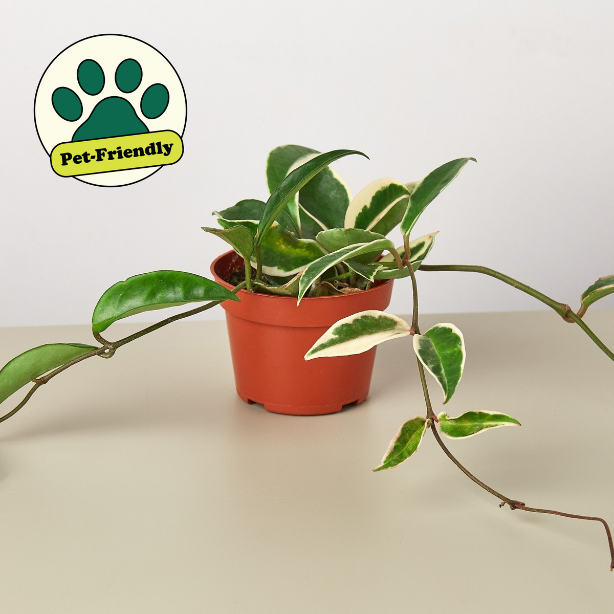 Hoya Carnosa Tricolor indoor plant with variegated green and cream leaves in a red pot on Tampa Home & Garden Store