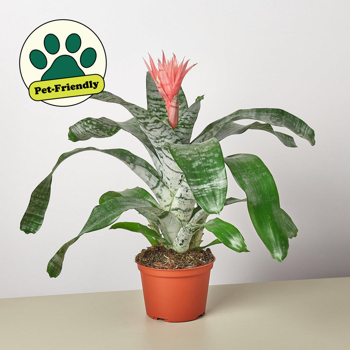 Bromeliad Silver Vase indoor plant with variegated silver leaves and pink bloom in pot on Tampa Home & Garden Store