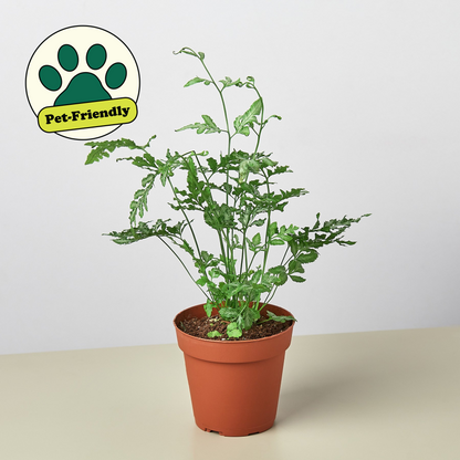 Fern Silver Lace indoor plant with delicate green fronds in a terracotta pot on Tampa Home & Garden Store