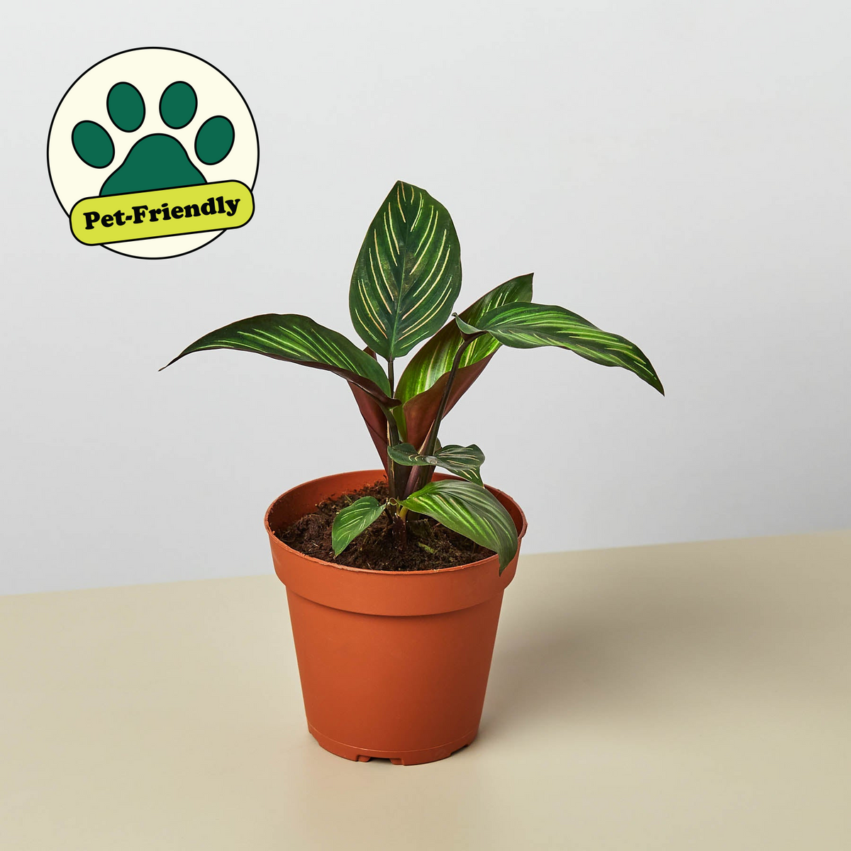Calathea Beauty Star indoor plant with striped green leaves in a terracotta pot on Tampa Home & Garden Store