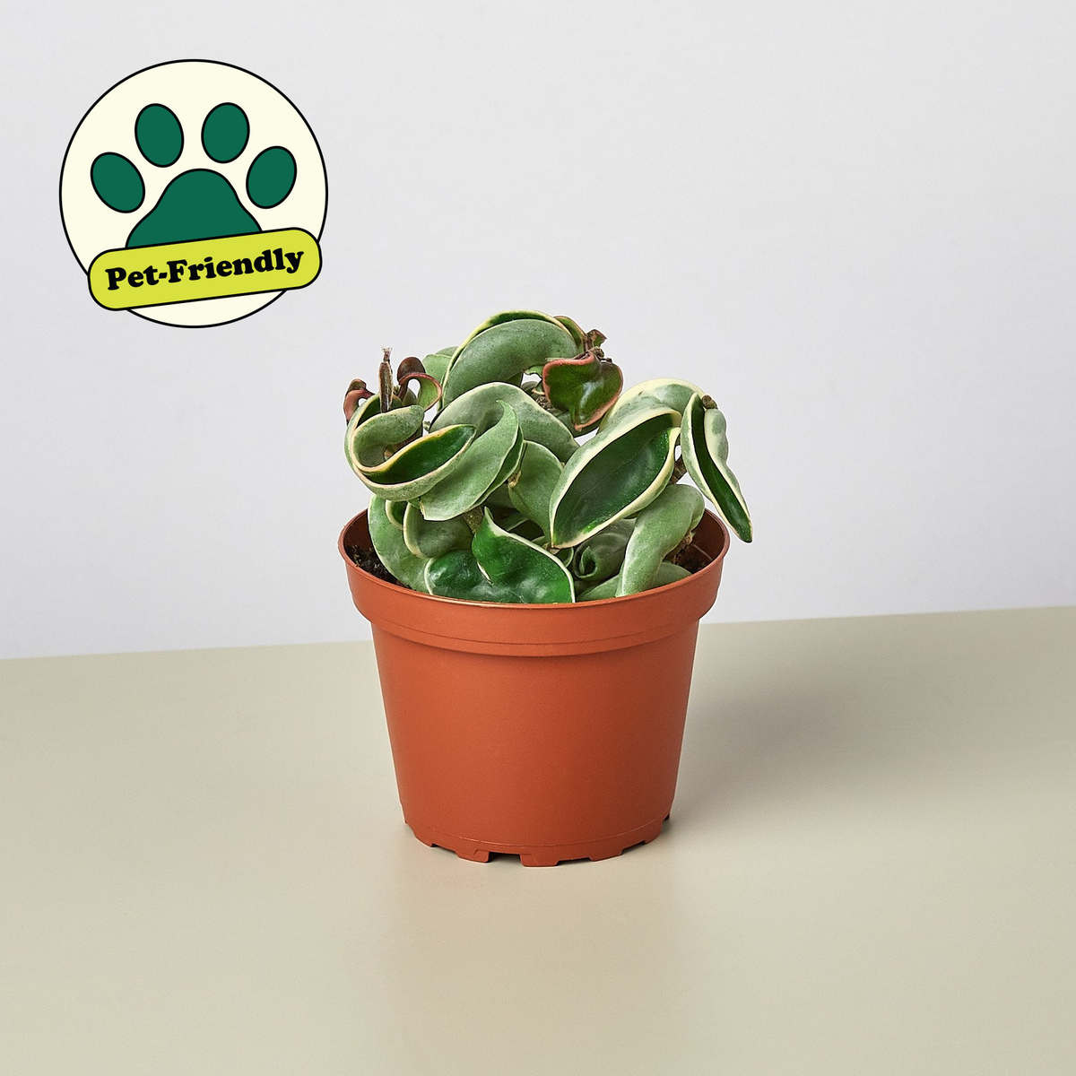 Hoya rope plant variegated in terracotta pot with twisted cream leaves Pet-Friendly on Tampa Home & Garden Store