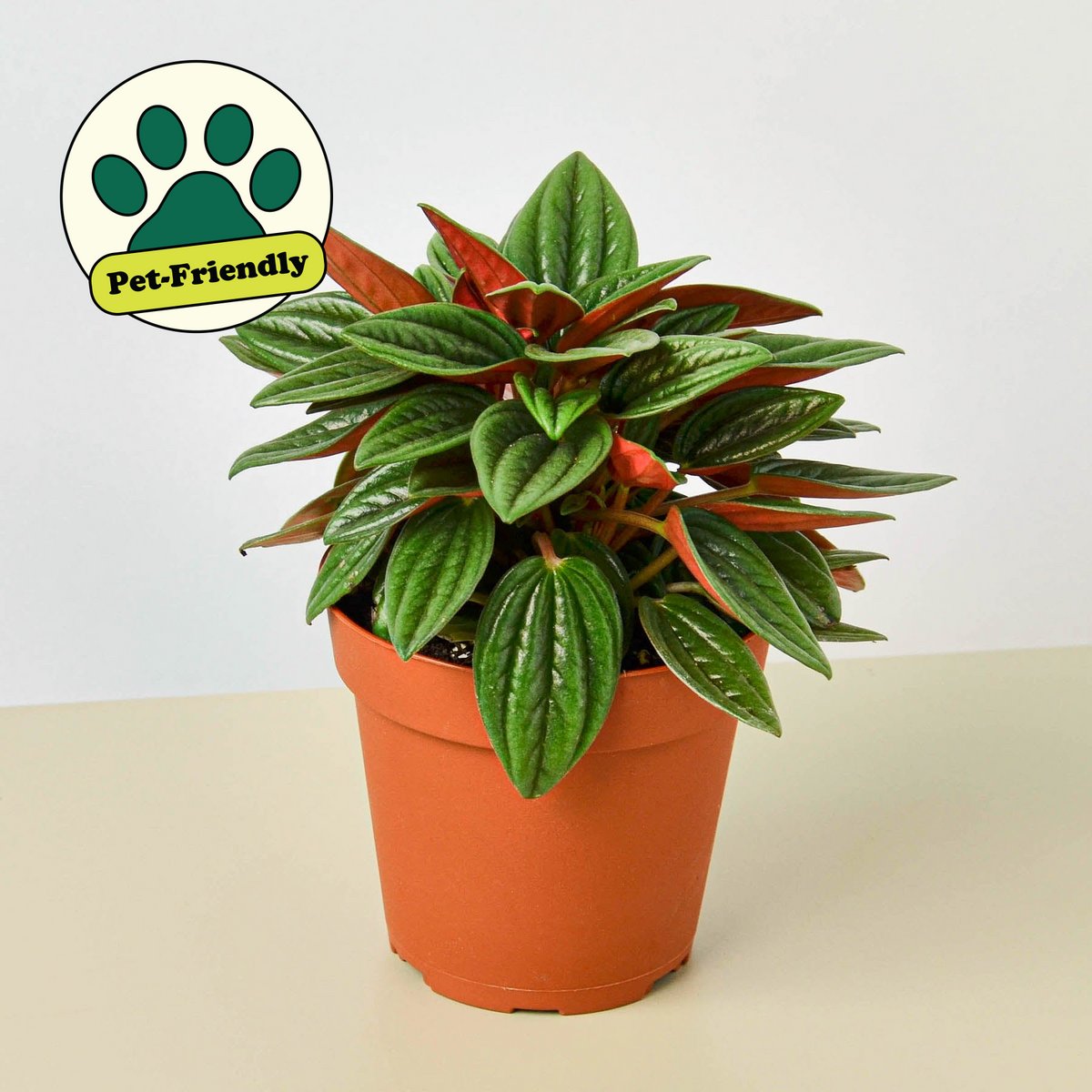 Peperomia Rosso indoor plant with glossy green leaves and red new growth in a pot on Tampa Home & Garden Store