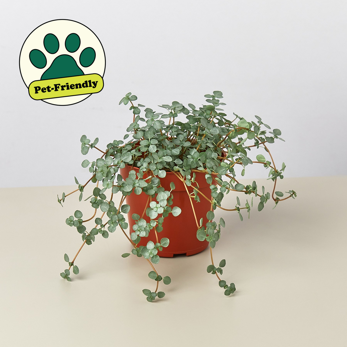 Nettle 'Silver Sparkle' indoor plant in terracotta pot with trailing round silver-green leaves from House Plant Shop on Tampa Home & Garden Store