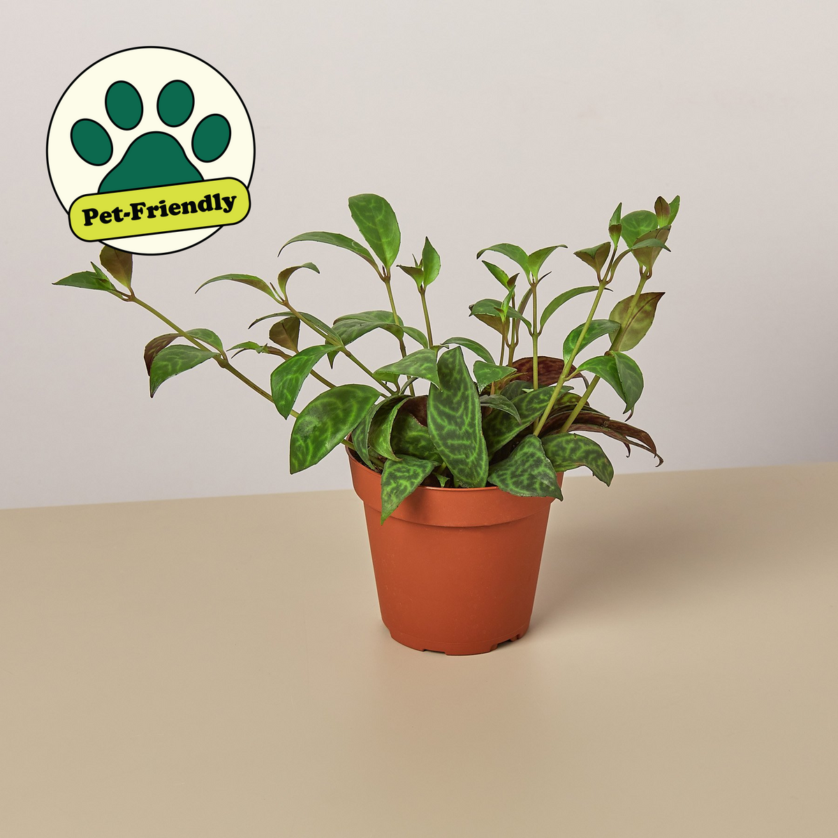Lipstick plant Black Pagoda indoor plant with pet-friendly label in terracotta pot on Tampa Home & Garden Store