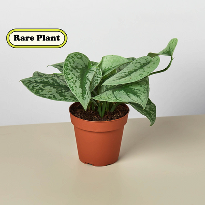 Pothos Silver Splash indoor plant in terracotta pot with variegated green leaves by House Plant Shop on Tampa Home & Garden Store