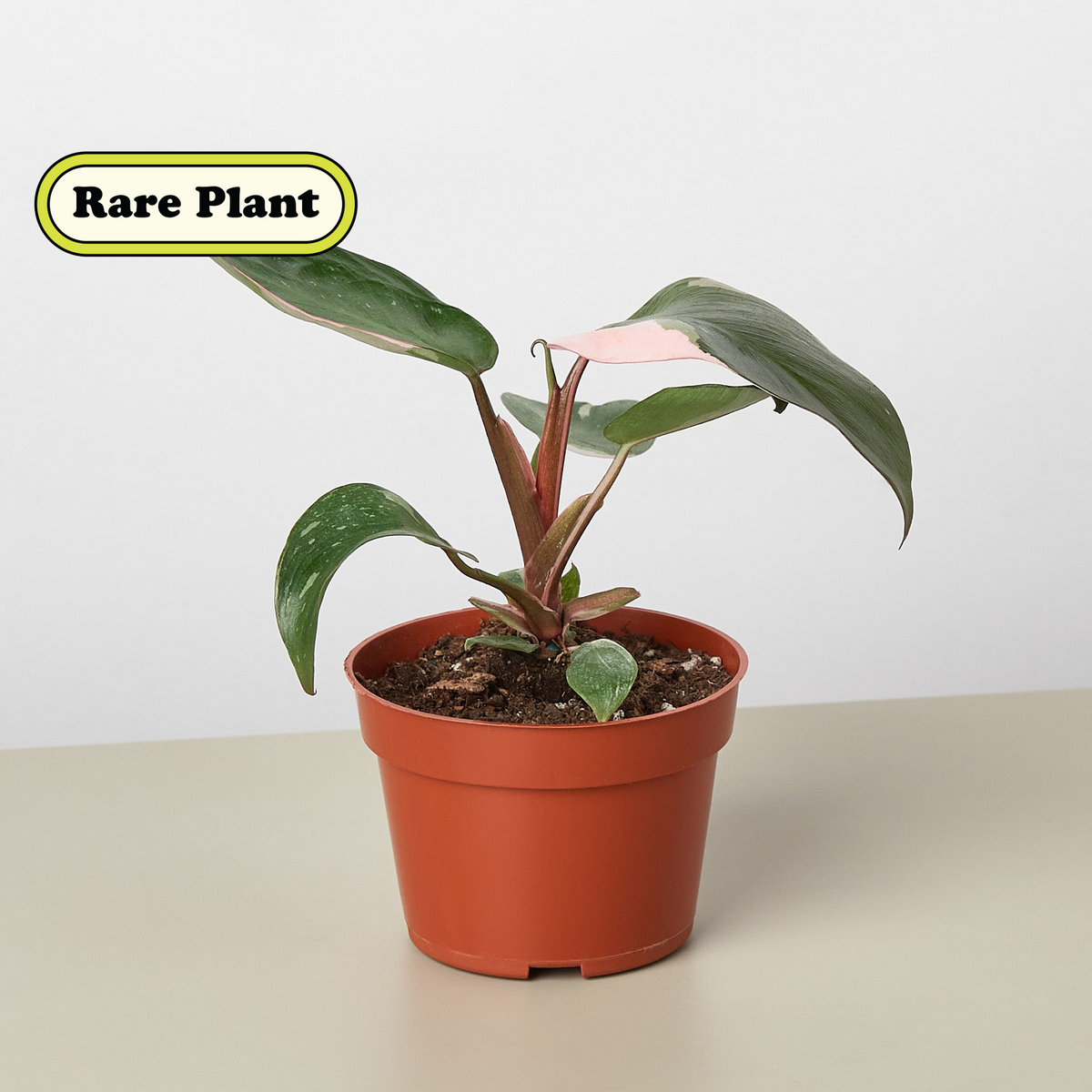 Philodendron Pink Princess indoor plant with pink variegation in terracotta pot on Tampa Home & Garden Store