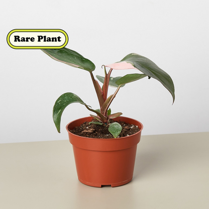Philodendron Pink Princess indoor plant with pink variegation in terracotta pot on Tampa Home & Garden Store