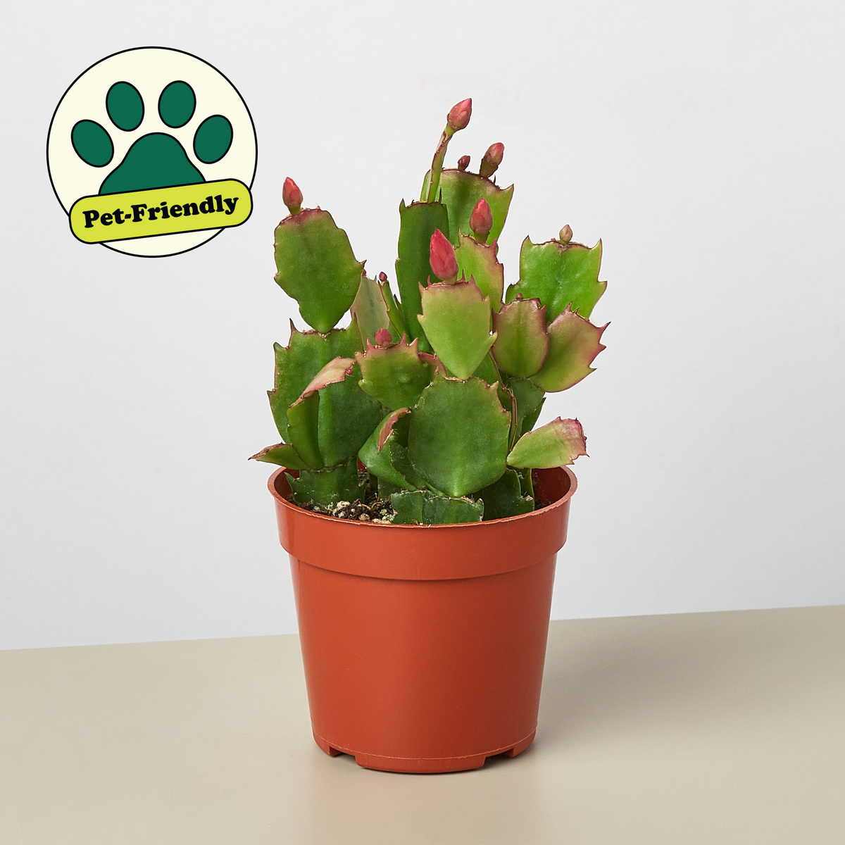 Zygocactus Christmas Cactus in orange pot, green segmented stems with pink tips on Tampa Home & Garden Store