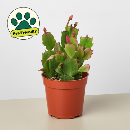 Zygocactus Christmas Cactus in orange pot, green segmented stems with pink tips on Tampa Home & Garden Store
