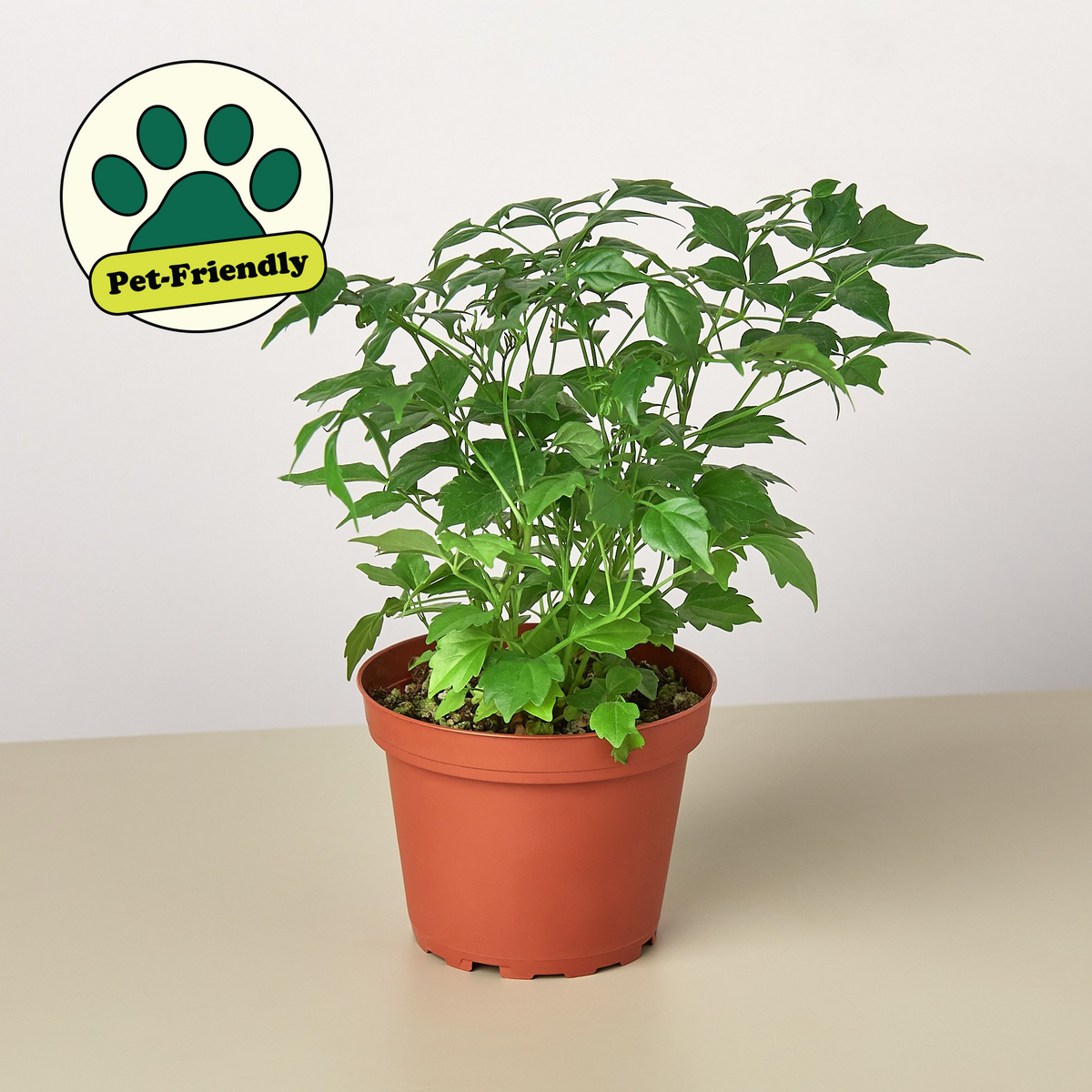 Radermachera China Doll indoor plant by House Plant Shop with lush green leaves in a terracotta pot pet-friendly on Tampa Home & Garden Store