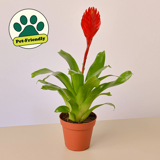 Bromeliad 'Christiane' indoor plant with red bract bloom and green leaves House Plant Shop on Tampa Home & Garden Store