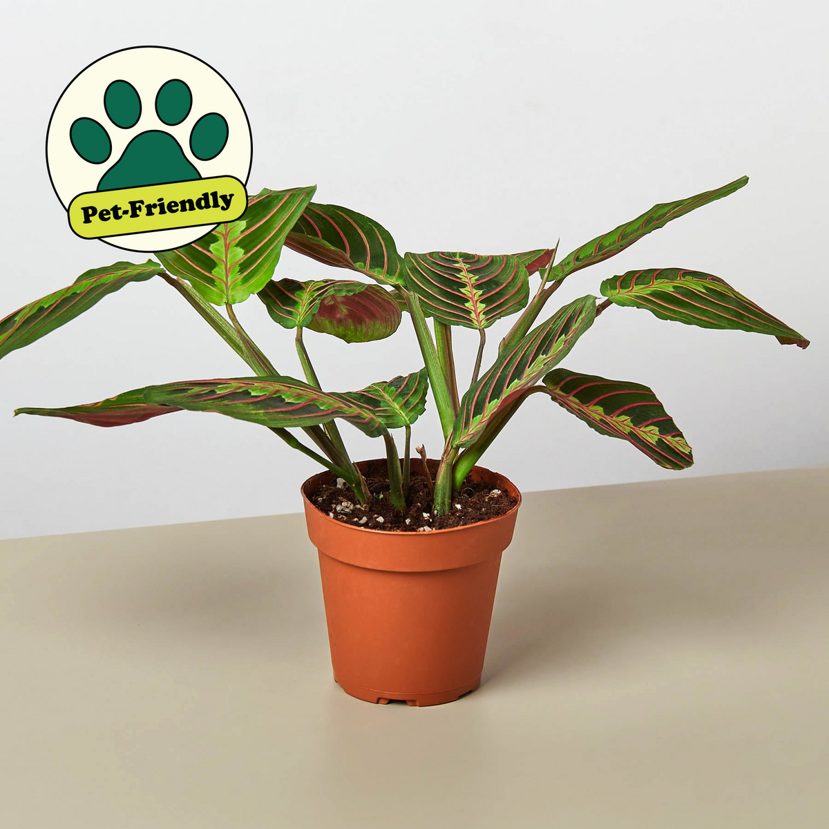 Maranta Red Prayer plant with green leaves and red veins in terracotta pot pet-friendly on Tampa Home & Garden Store