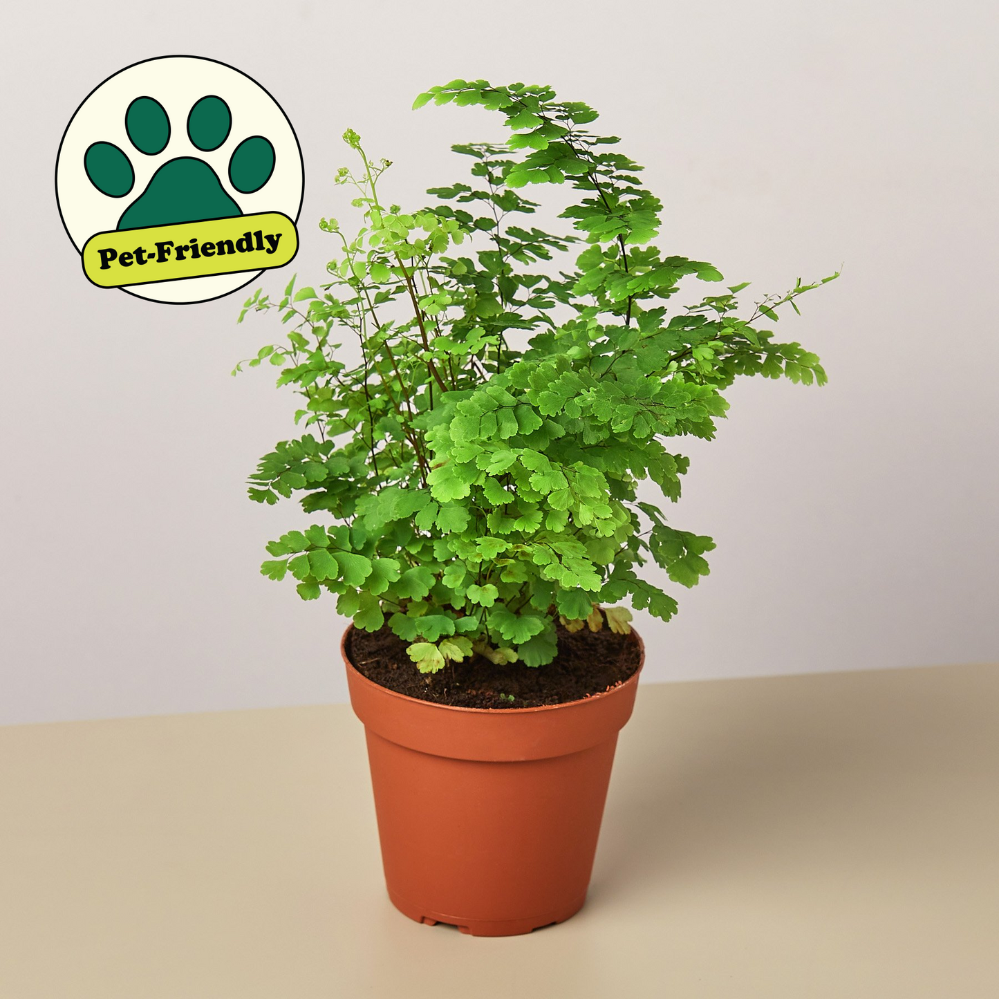 Maidenhair Fern indoor plant in a terracotta pot with bright green fronds on Tampa Home & Garden Store