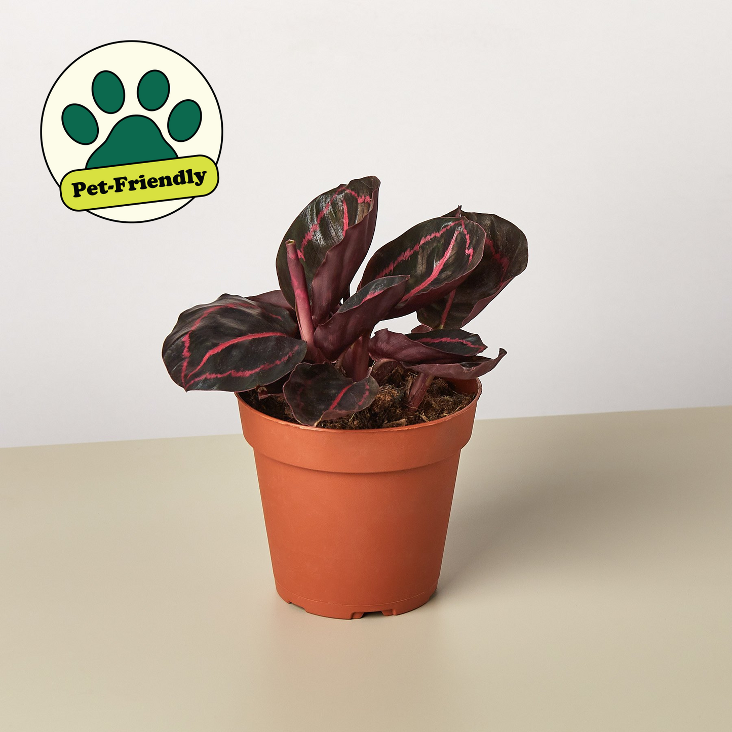 Calathea 'Dottie' indoor potted plant with dark leaves and pink veins in terracotta pot on Tampa Home & Garden Store