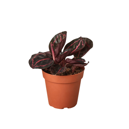 Calathea 'Dottie' indoor potted plant with burgundy leaves and pink veins in terracotta pot Rooted Treasures Farms on Tampa Home & Garden Store