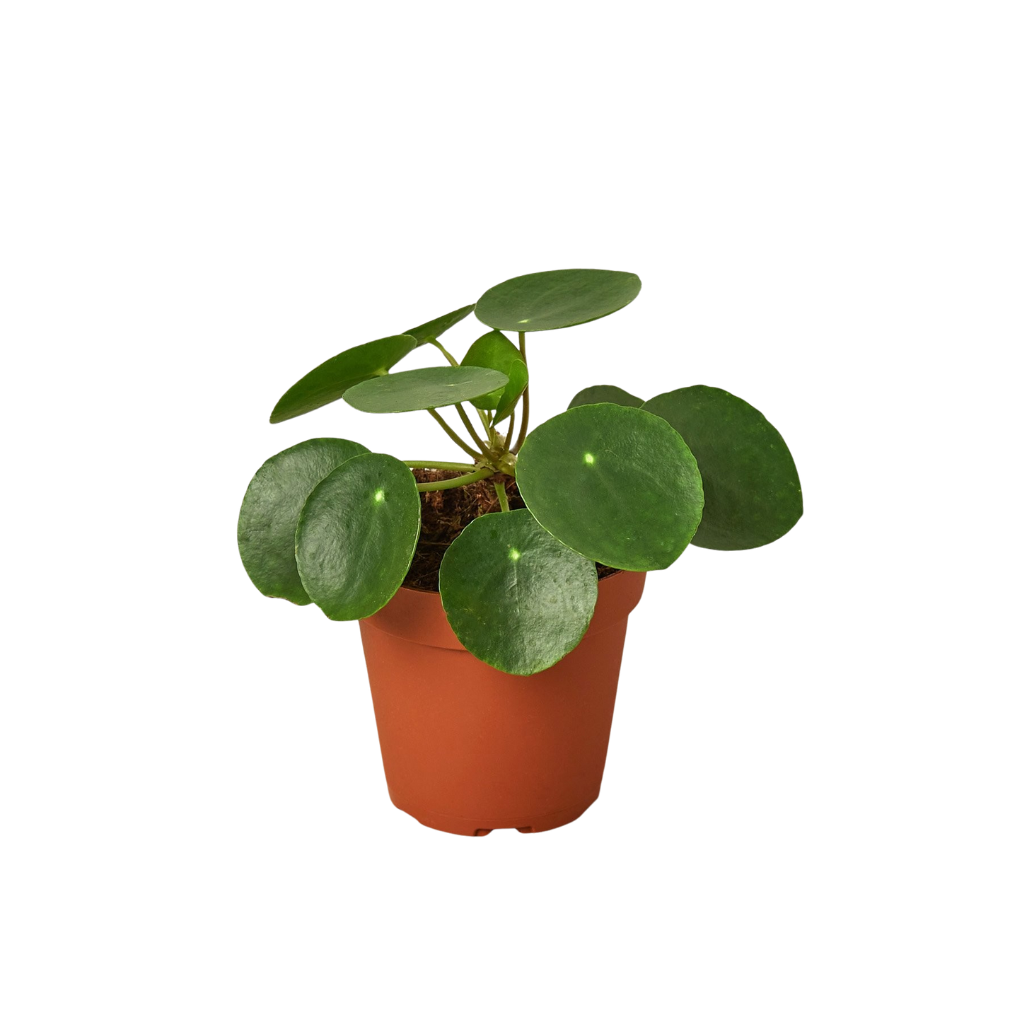 Pilea Peperomioides Chinese Money plant in terracotta pot with glossy round leaves on Tampa Home & Garden Store