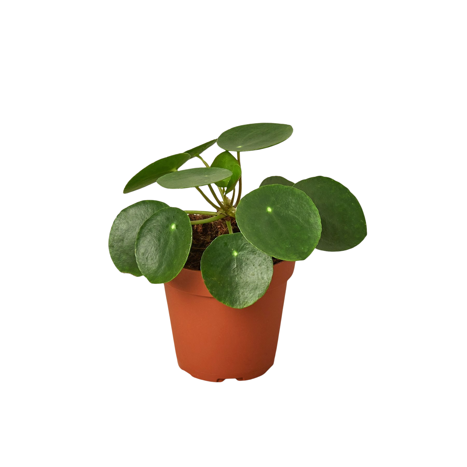 Pilea Peperomioides Chinese Money plant in terracotta pot with glossy round leaves on Tampa Home & Garden Store
