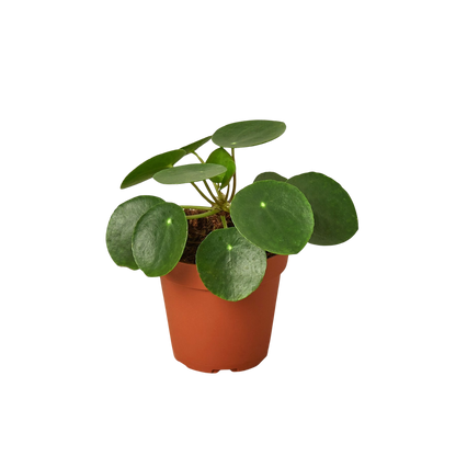 Pilea Peperomioides Chinese Money plant in terracotta pot with glossy round leaves on Tampa Home & Garden Store