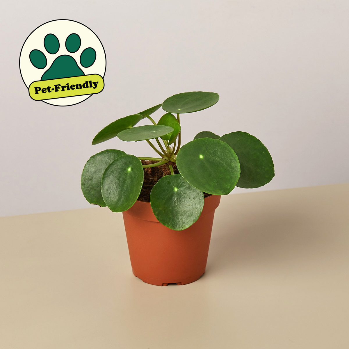 Pilea Peperomioides Chinese Money plant indoor plant in terracotta pot with round leaves on Tampa Home & Garden Store