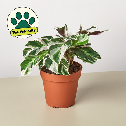 Tropical Calathea White Fusion and Peacock Plant