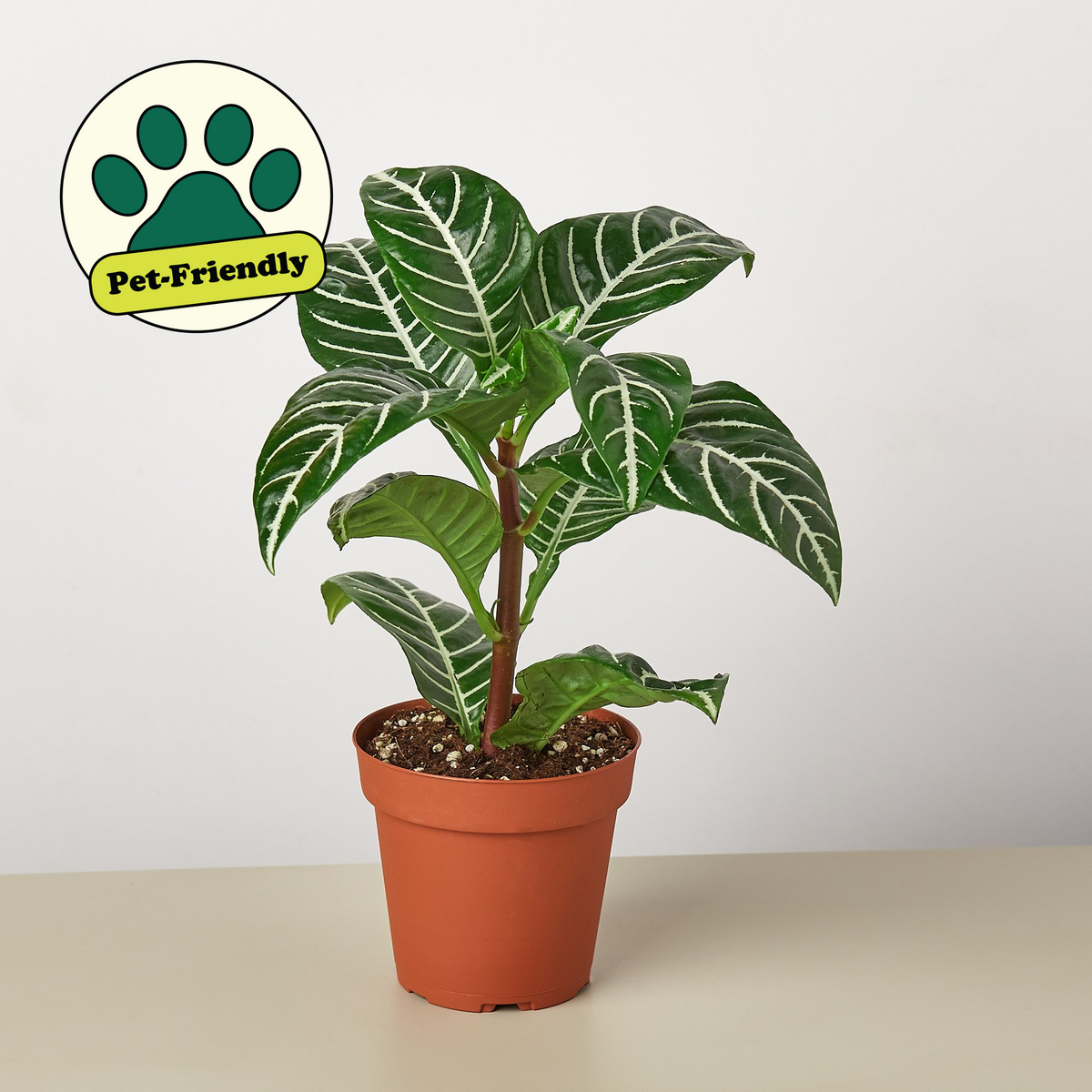 Zebra Aphelandra indoor plant by House Plant Shop with green leaves and white veins on Tampa Home & Garden Store