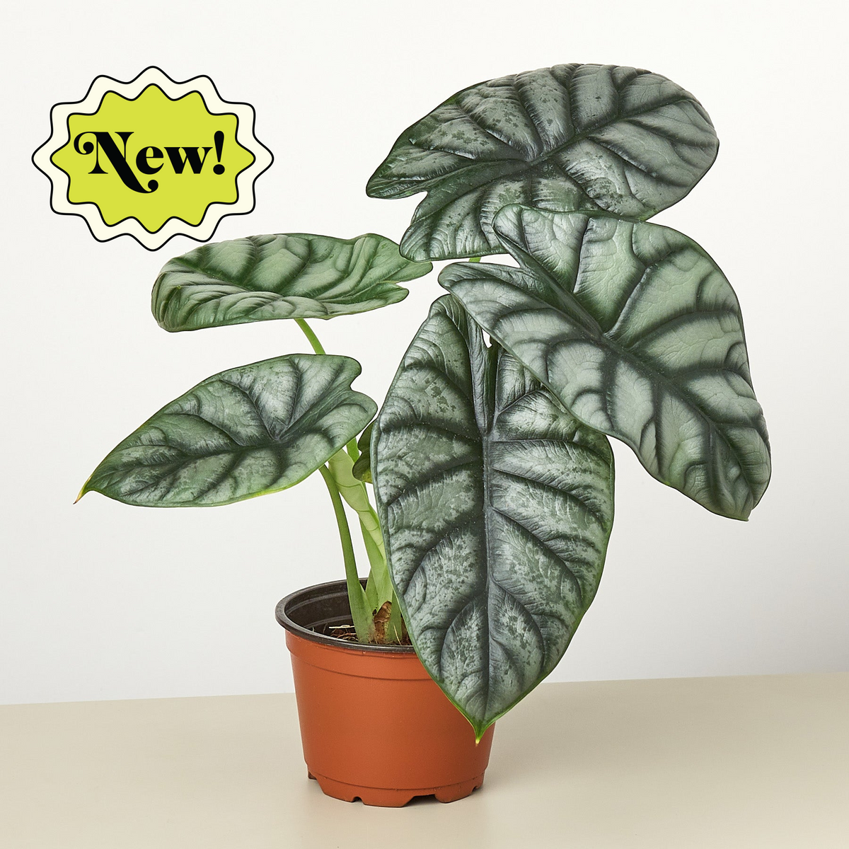 Alocasia Silver Dragon indoor plant with large green-silver veined leaves in a pot on Tampa Home & Garden Store