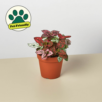 Hypoestes Polka Dot indoor plant in a terracotta pot with speckled leaves pet-friendly logo on Tampa Home & Garden Store