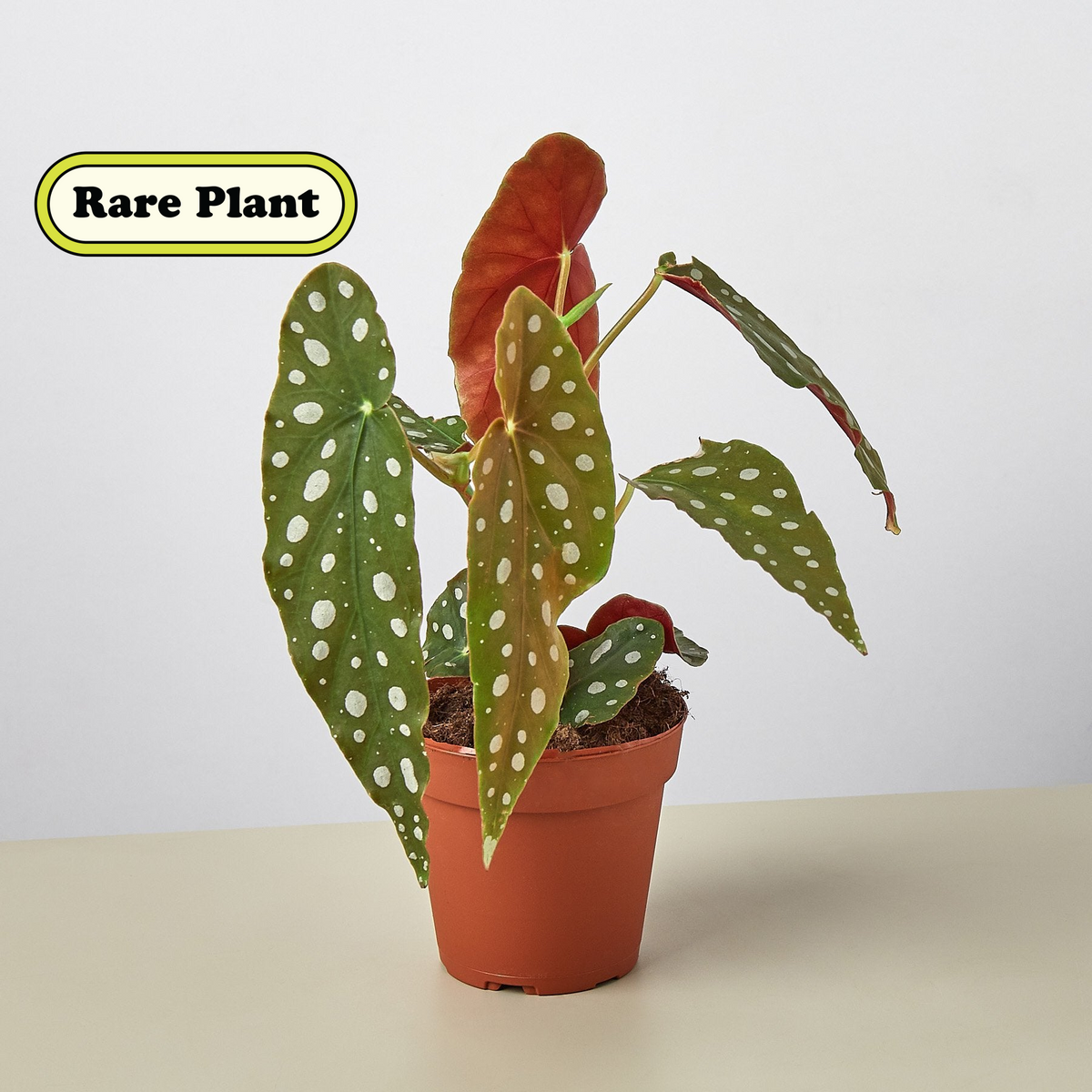 Begonia Maculata indoor plant in terracotta pot with green leaves and white polka dots, red underside on Tampa Home & Garden Store