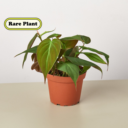Philodendron Velvet indoor plant with heart-shaped velvety green leaves in a terracotta pot on Tampa Home & Garden Store