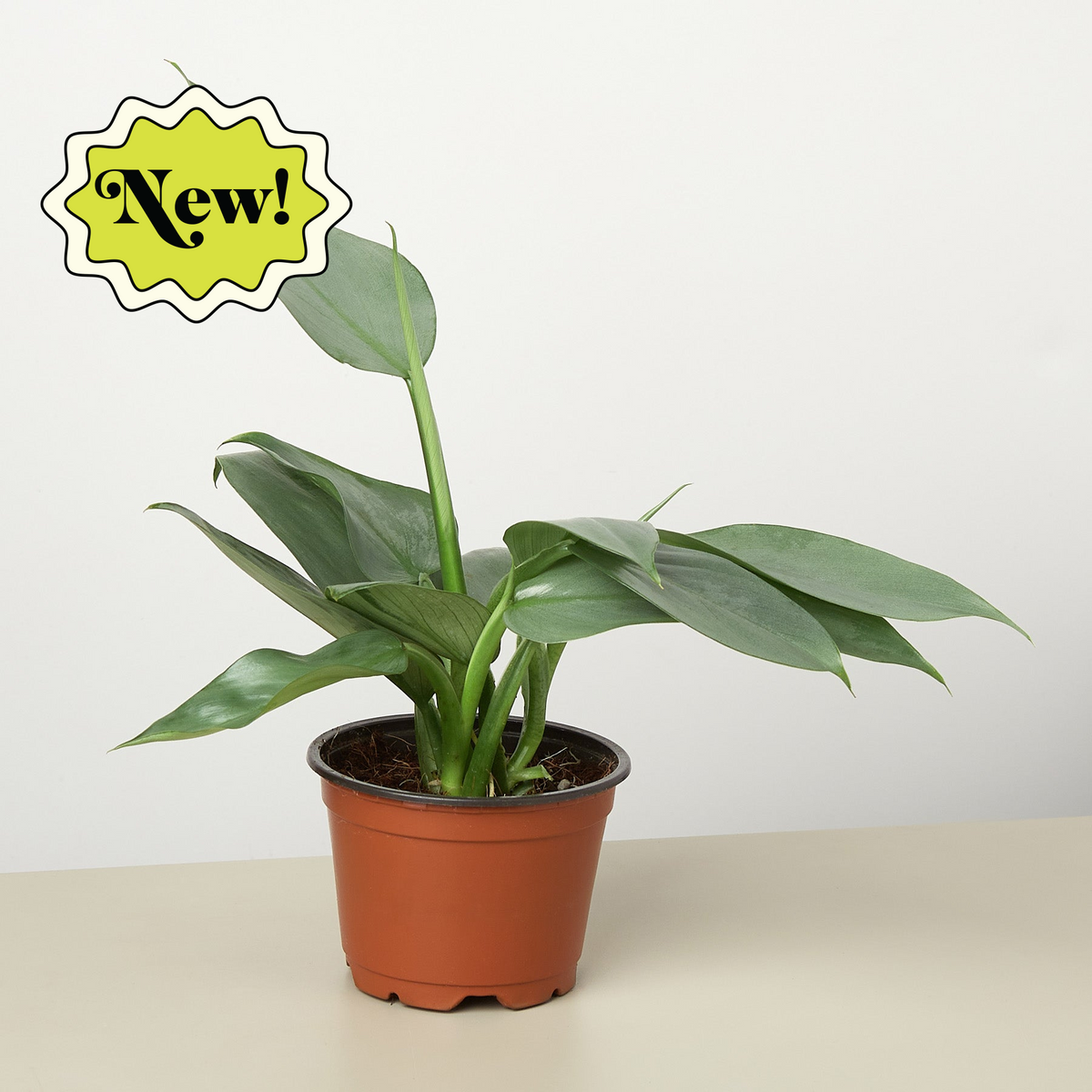 Philodendron Silver Sword indoor plant with broad glossy green leaves in a pot House Plant Shop on Tampa Home & Garden Store