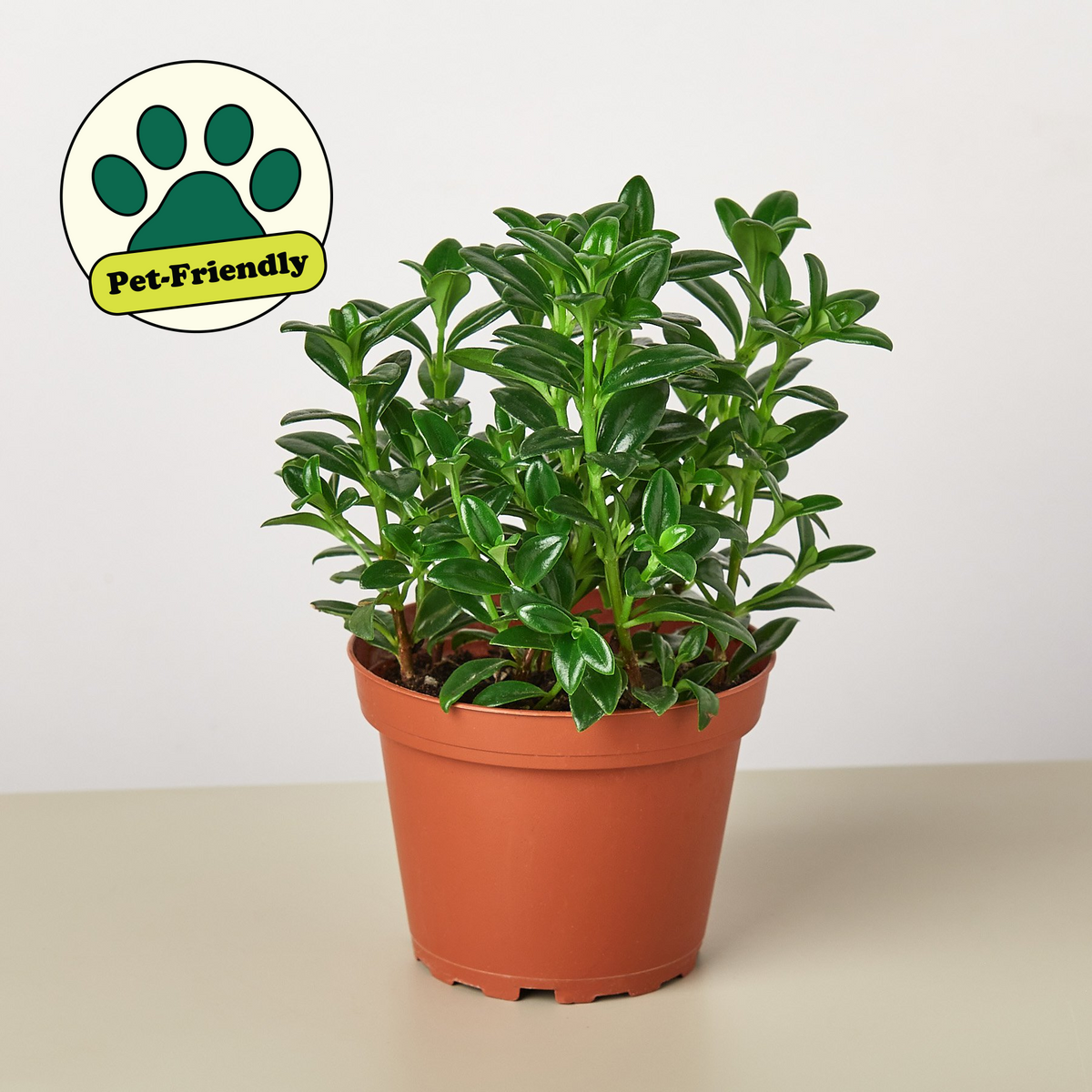 Nematanthus Candy Corn Plant Brazilian Firecracker indoor plant with glossy green leaves in pot on Tampa Home & Garden Store