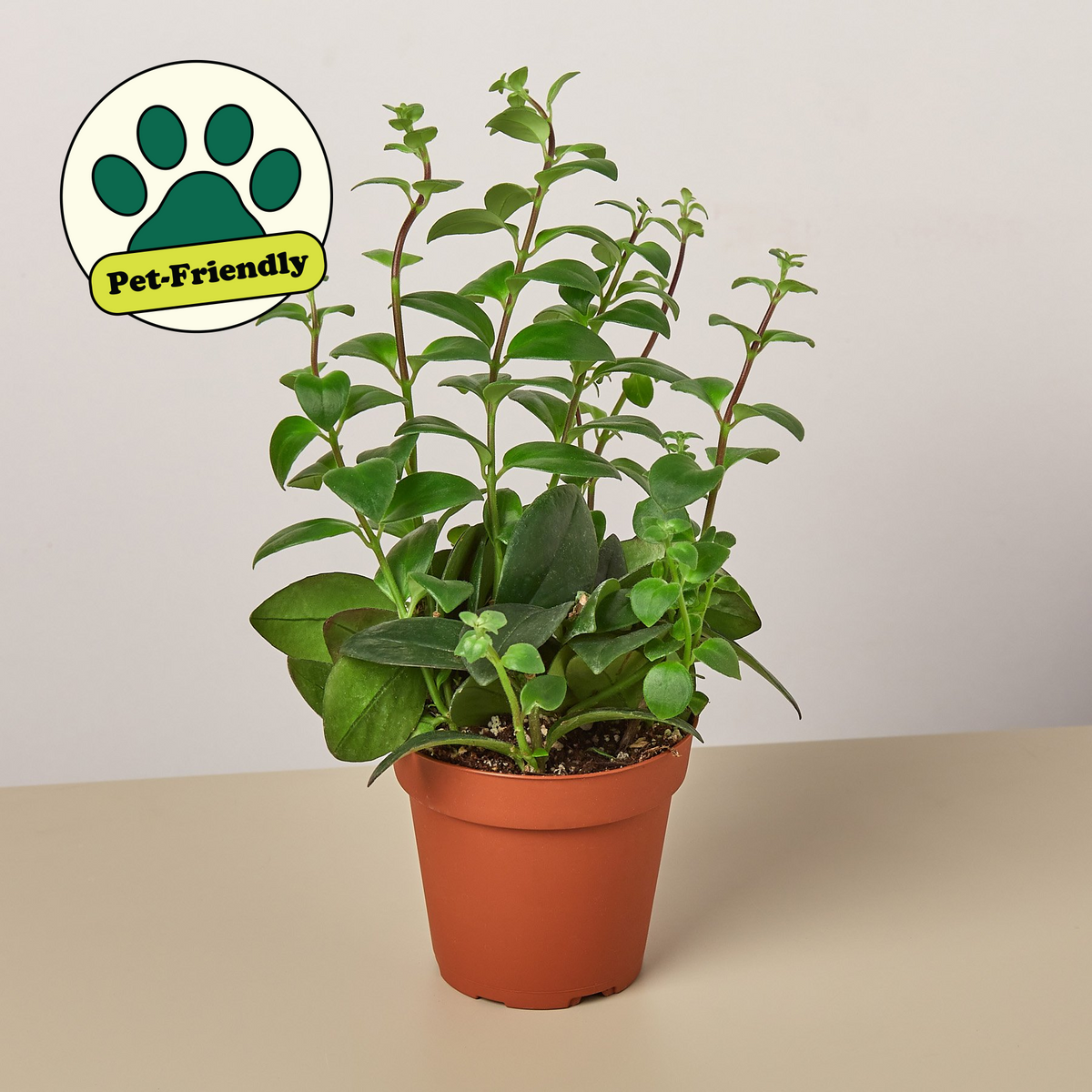 Lipstick plant indoor plant with green glossy leaves in terracotta pot pet-friendly badge on Tampa Home & Garden Store