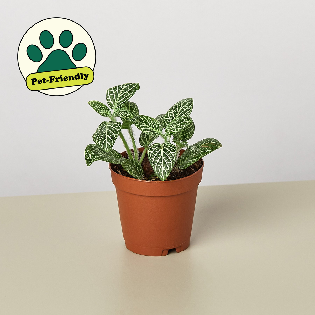 Fittonia White indoor plant House Plant Shop white-veined leaves in a pot pet-friendly on Tampa Home & Garden Store