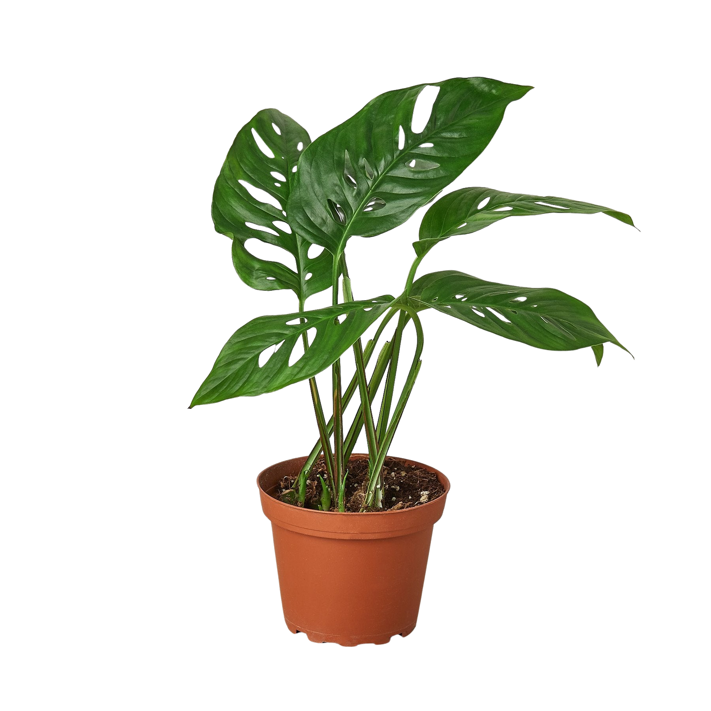 Monstera Adansonii Swiss Cheese indoor plant with holey leaves in a terracotta pot on Tampa Home & Garden Store