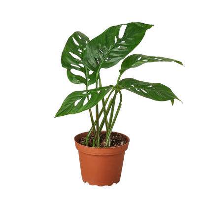 Monstera Adansonii Swiss Cheese indoor plant with holey leaves in a terracotta pot on Tampa Home & Garden Store