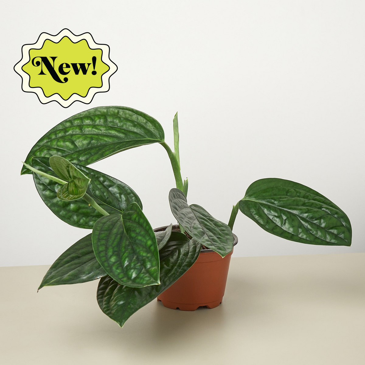 Monstera Peru indoor plant with glossy dark green variegated leaves in a terracotta pot on Tampa Home & Garden Store