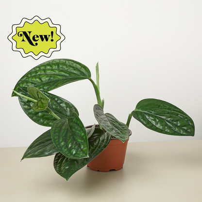 Monstera Peru indoor plant with glossy dark green variegated leaves in a terracotta pot on Tampa Home & Garden Store