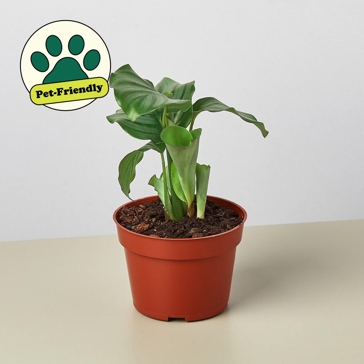 Calathea Orbifolia indoor plant in terracotta pot with pet-friendly badge House Plant Shop on Tampa Home & Garden Store