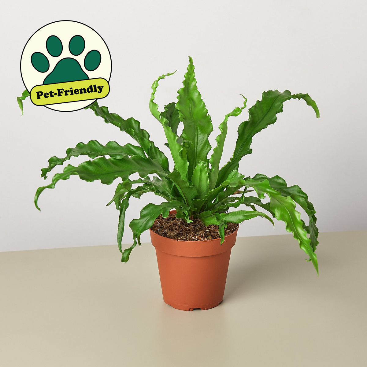 Bird's Nest Victoria Fern indoor plant in terracotta pot by House Plant Shop on Tampa Home & Garden Store