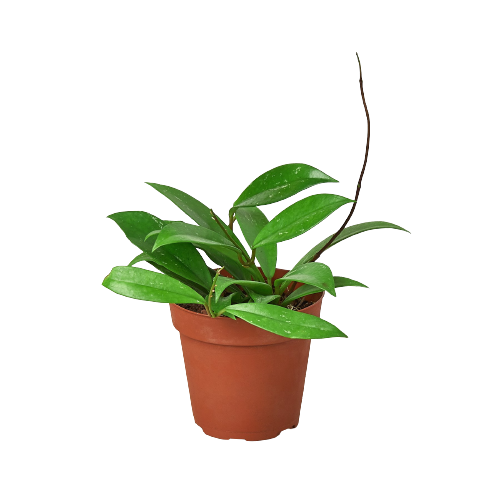 Hoya Publicalyx plant in a 4in terracotta nursery pot with glossy green leaves on Tampa Home & Garden Store