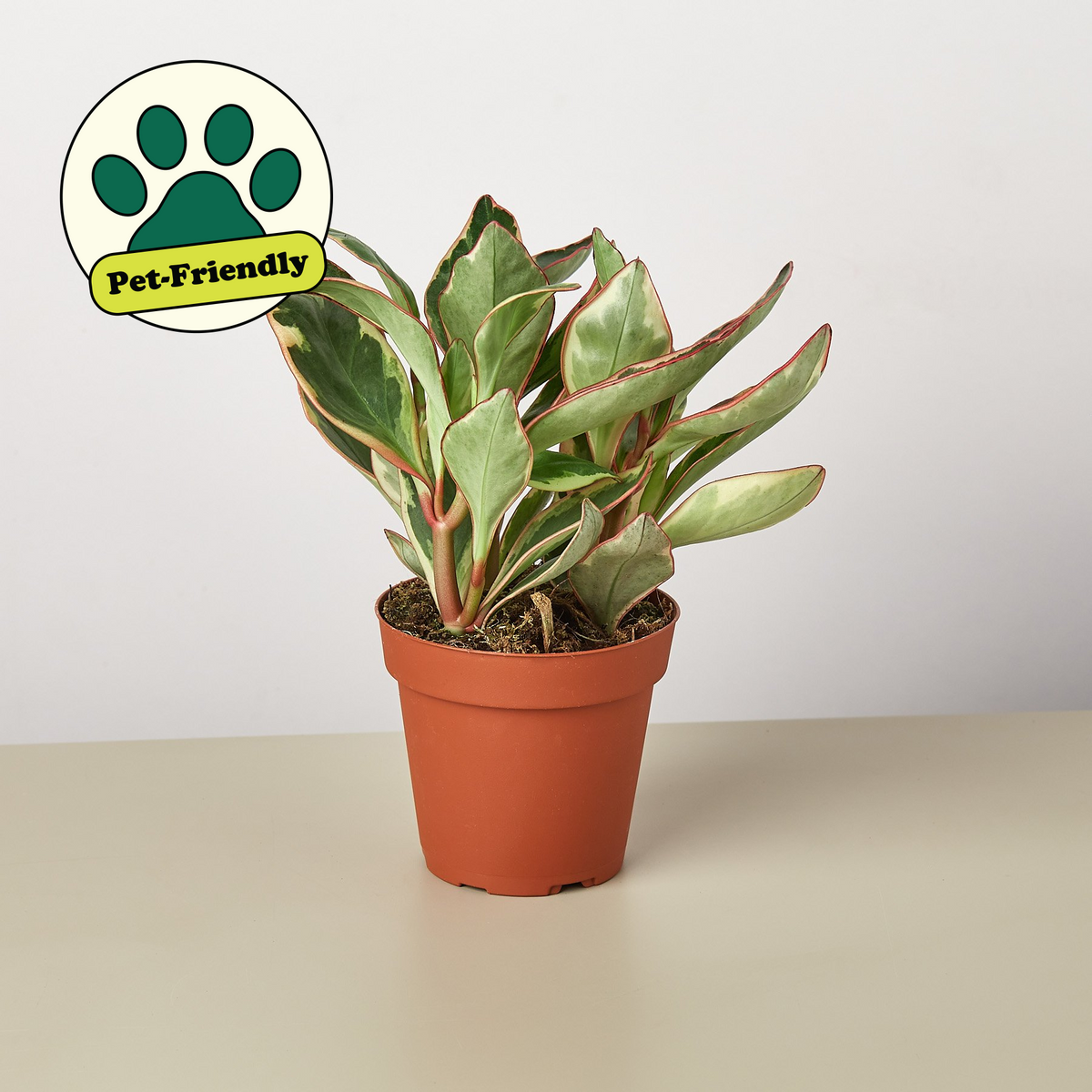 Peperomia Ginny indoor plant with variegated leaves and red edges in a terracotta pot on Tampa Home & Garden Store