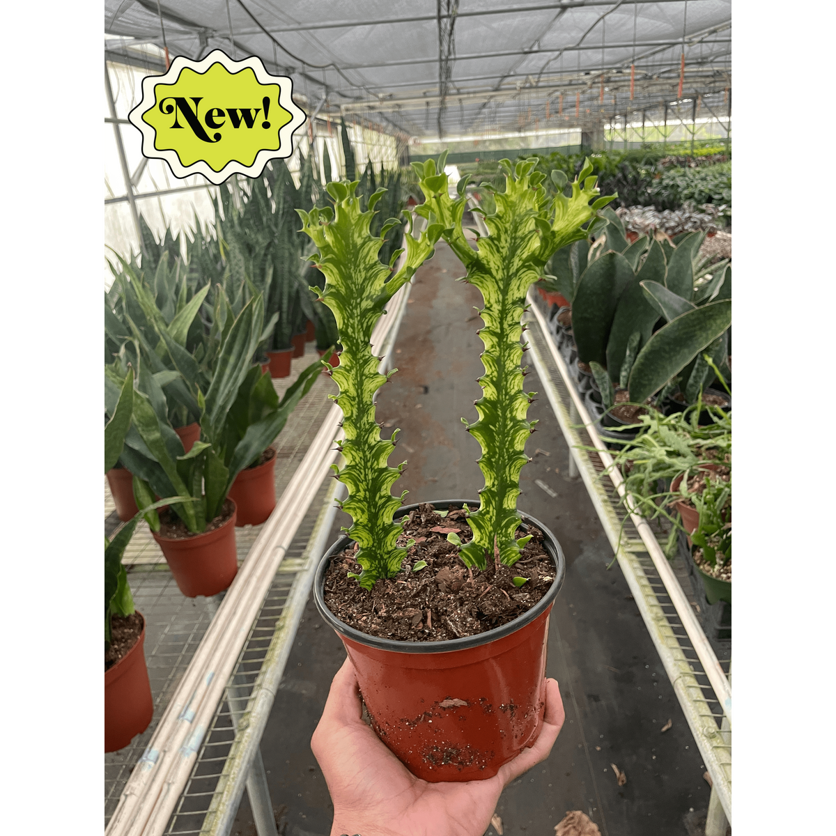 Euphorbia Mint Cream succulent with bright lime-green variegated stems in pot on Tampa Home & Garden Store