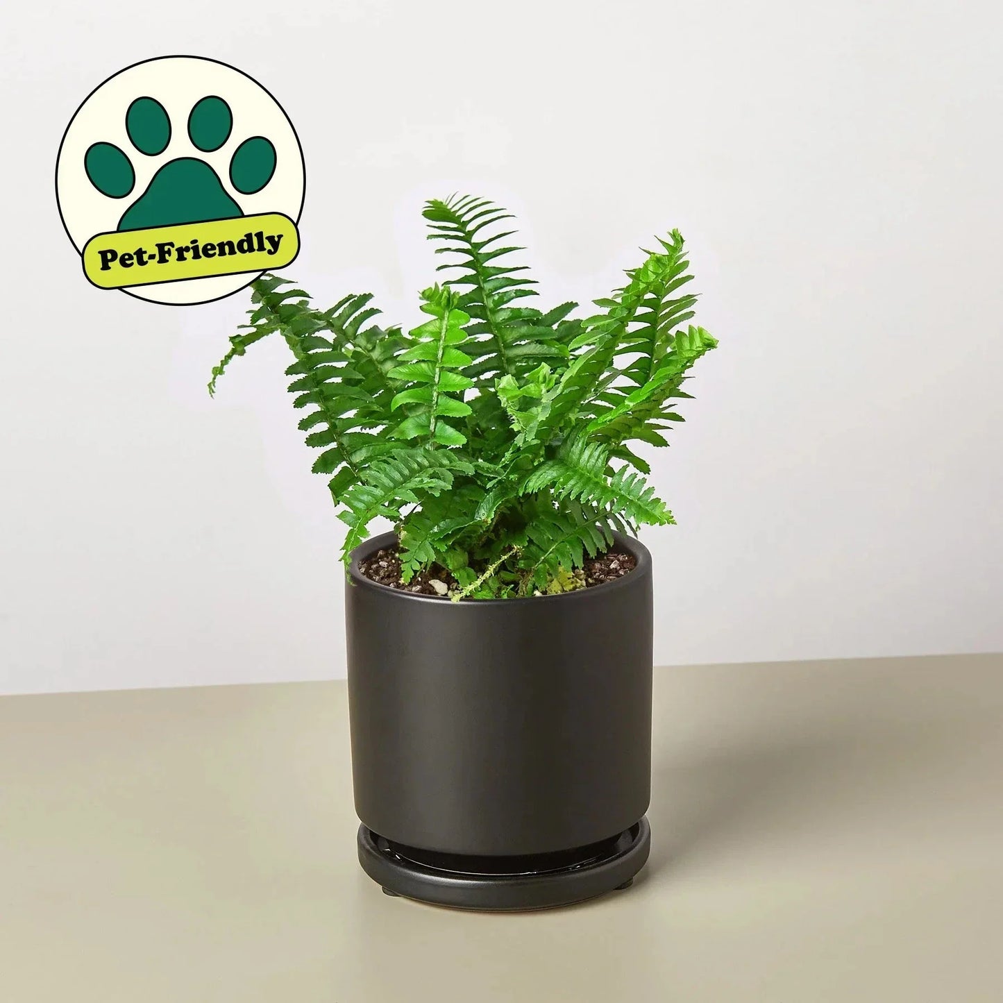Jester's Crown Fern indoor potted plant with green fronds in black pot by House Plant Shop on Tampa Home & Garden Store