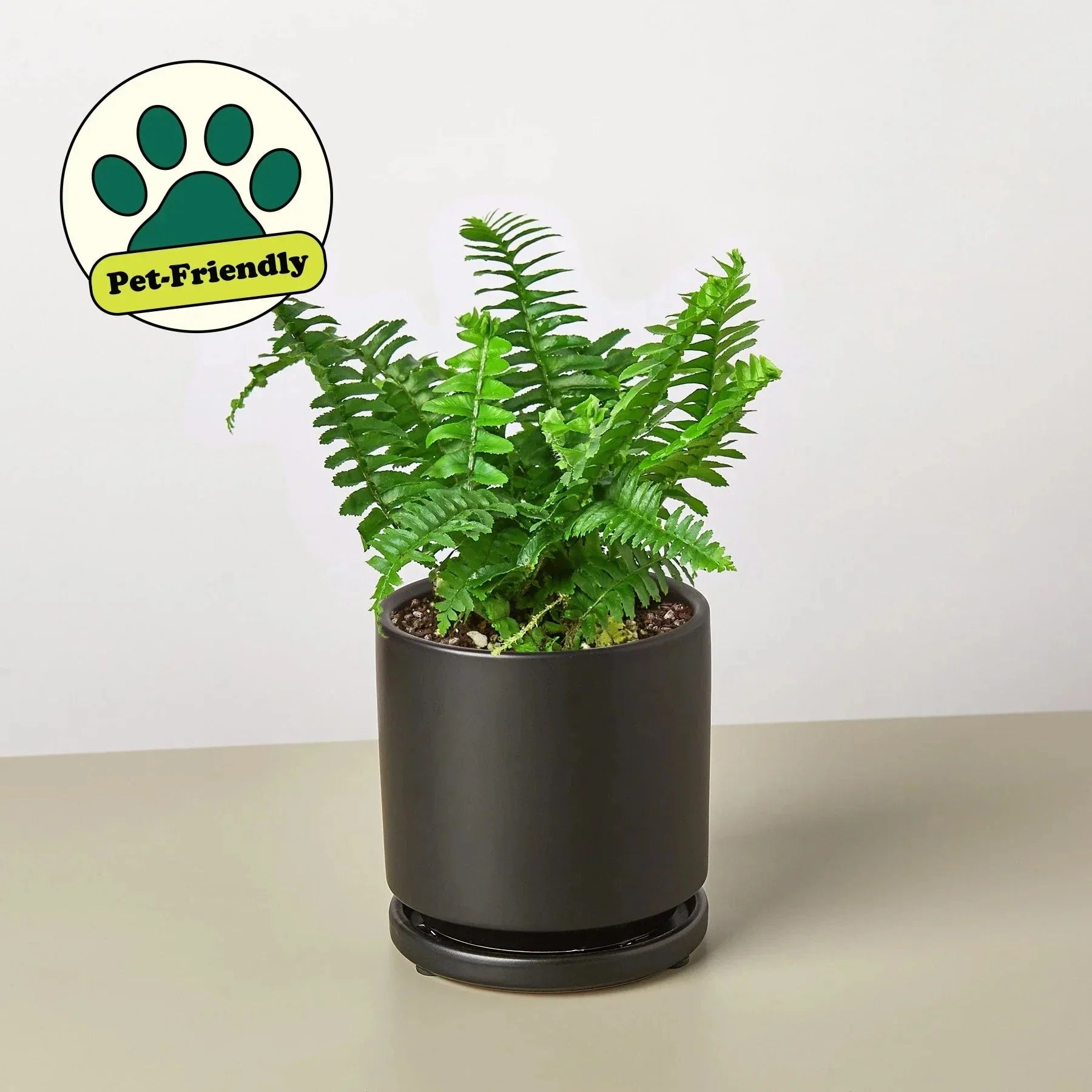 Jester's Crown Fern indoor potted plant with green fronds in black pot by House Plant Shop on Tampa Home & Garden Store