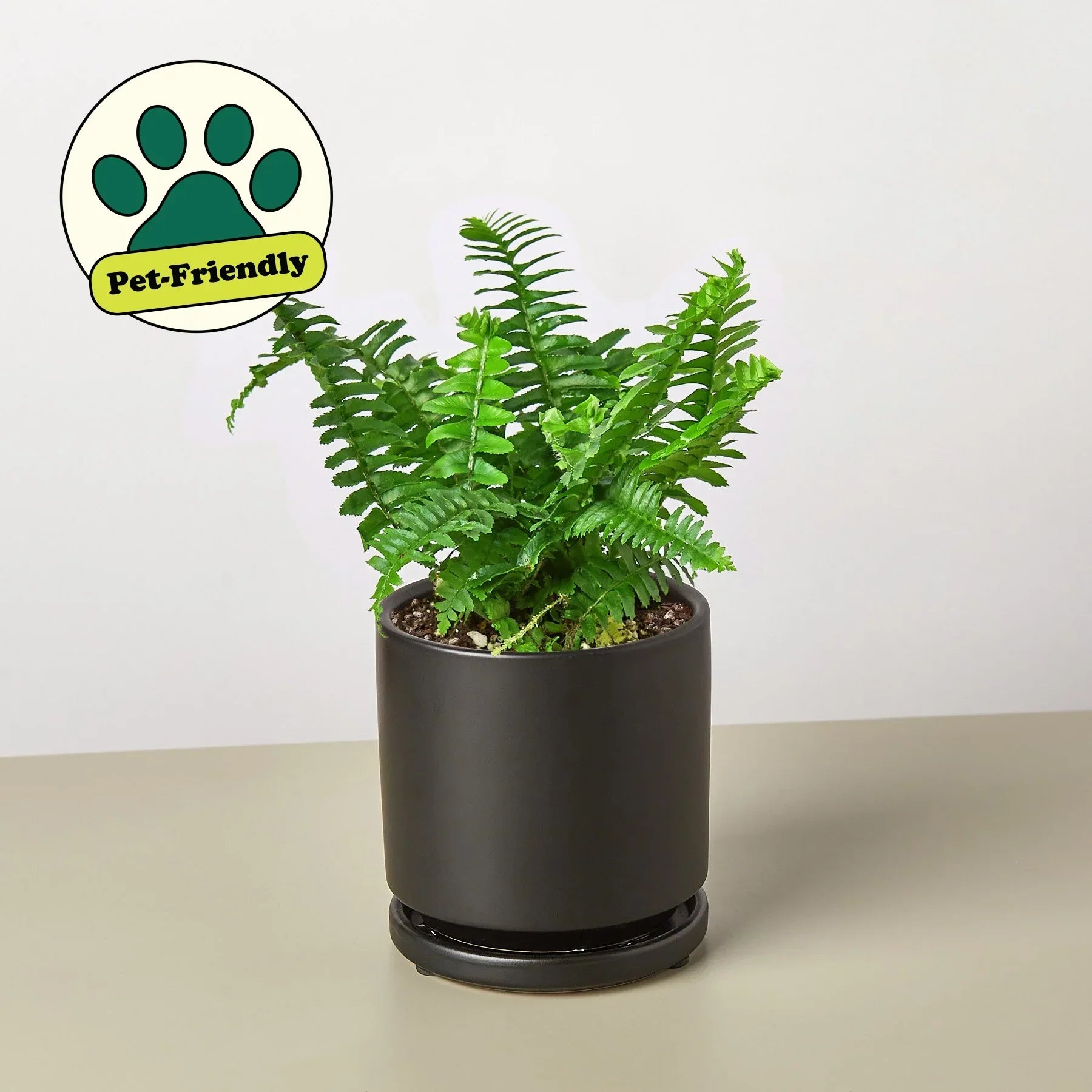 Jester's Crown Fern indoor plant by Rooted Treasures Farms in a black pot on Tampa Home & Garden Store