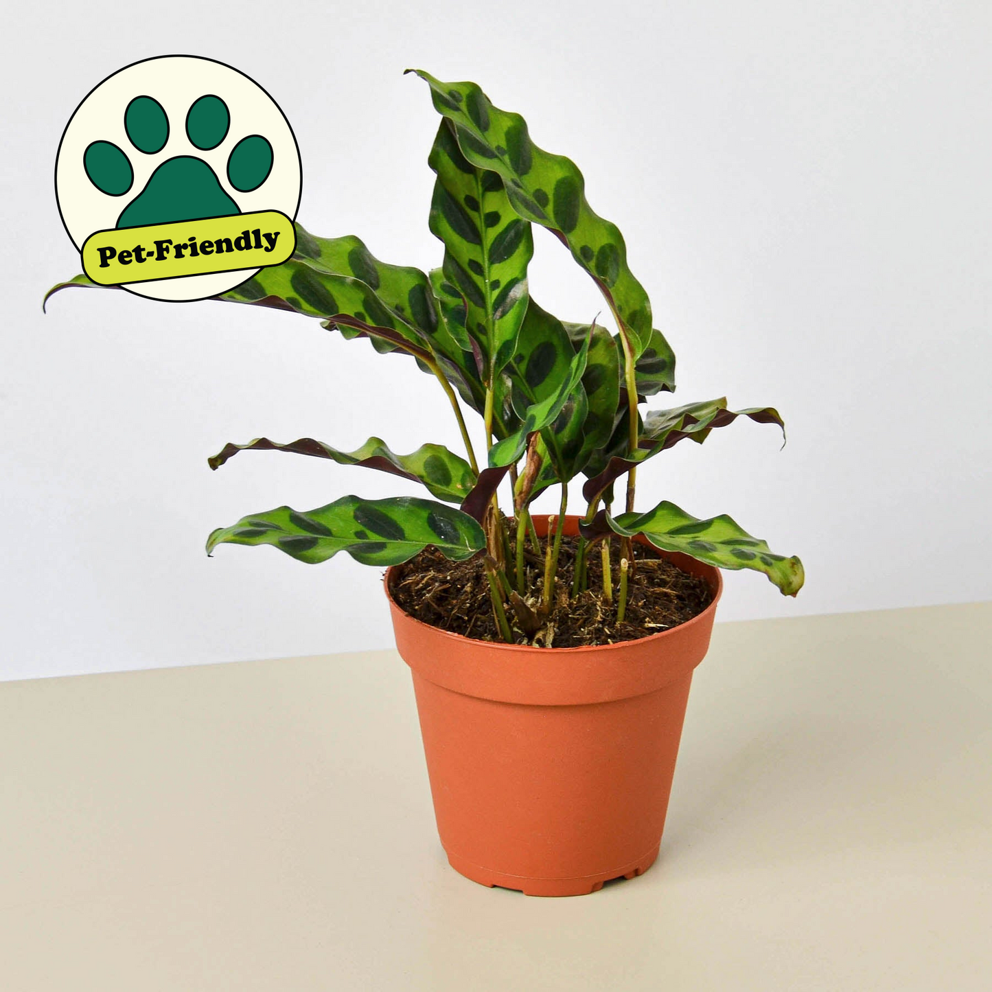 Calathea Lancifolia 'Rattlesnake' indoor plant with variegated green leaves in a terracotta pot on Tampa Home & Garden Store