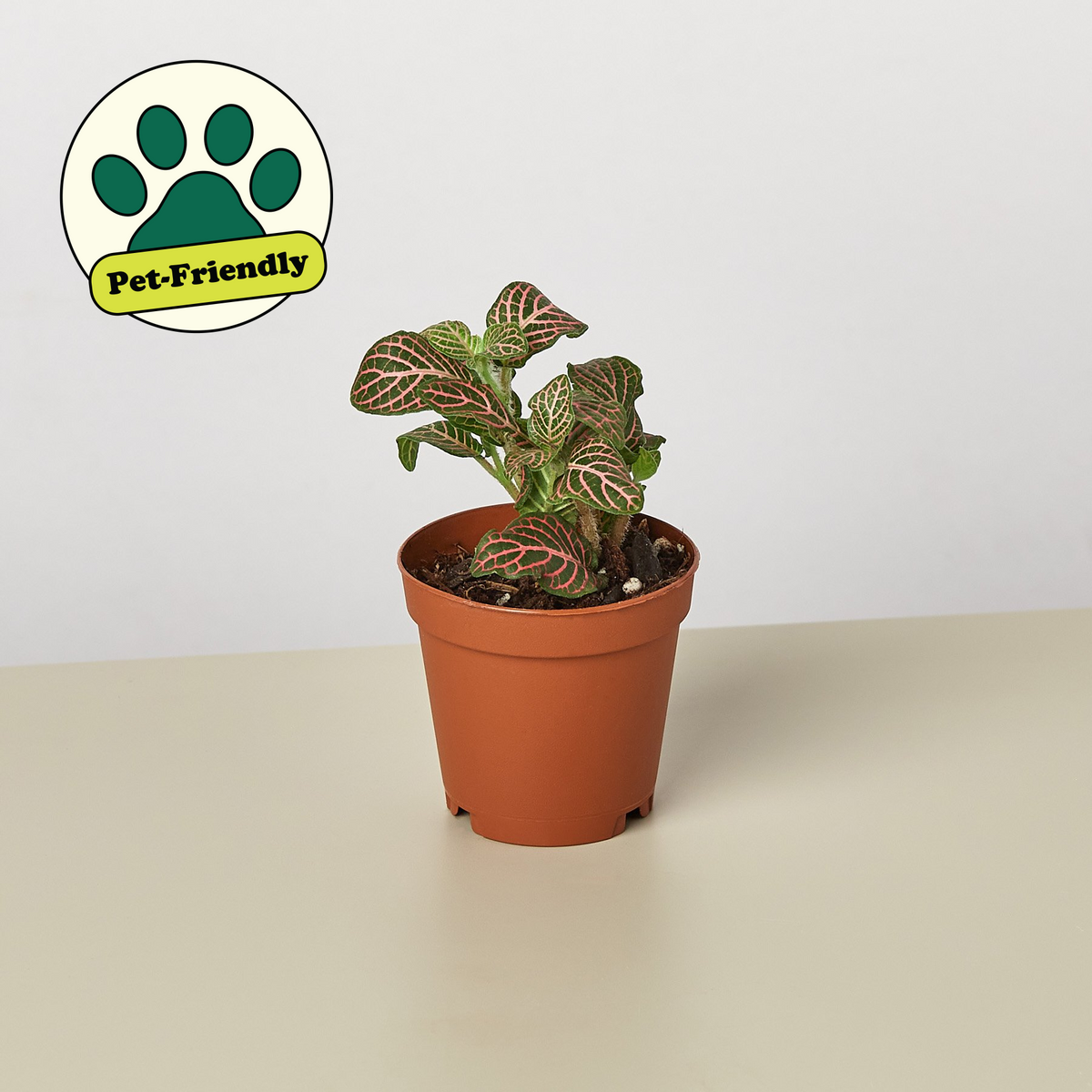 Fittonia pink indoor plant with pink veins in terracotta pot pet-friendly House Plant Shop on Tampa Home & Garden Store