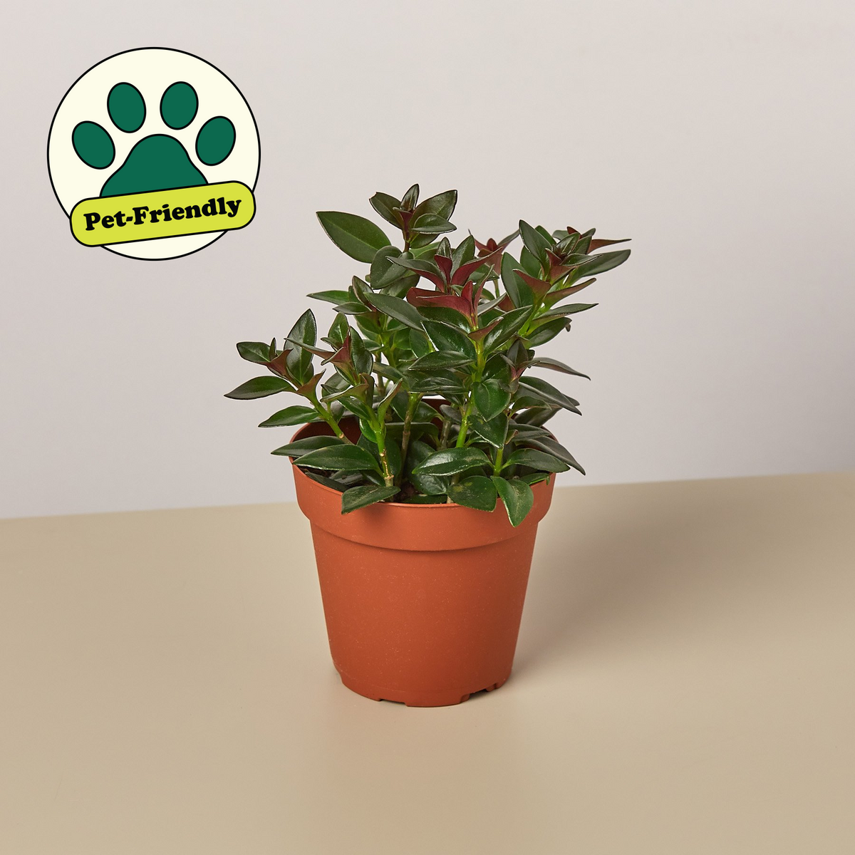 Nematanthus Black Goldfish Plant indoor plant in a terracotta pot with glossy green leaves on Tampa Home & Garden Store
